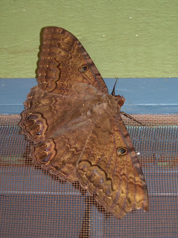 FIGURE 1 FIGURE 1